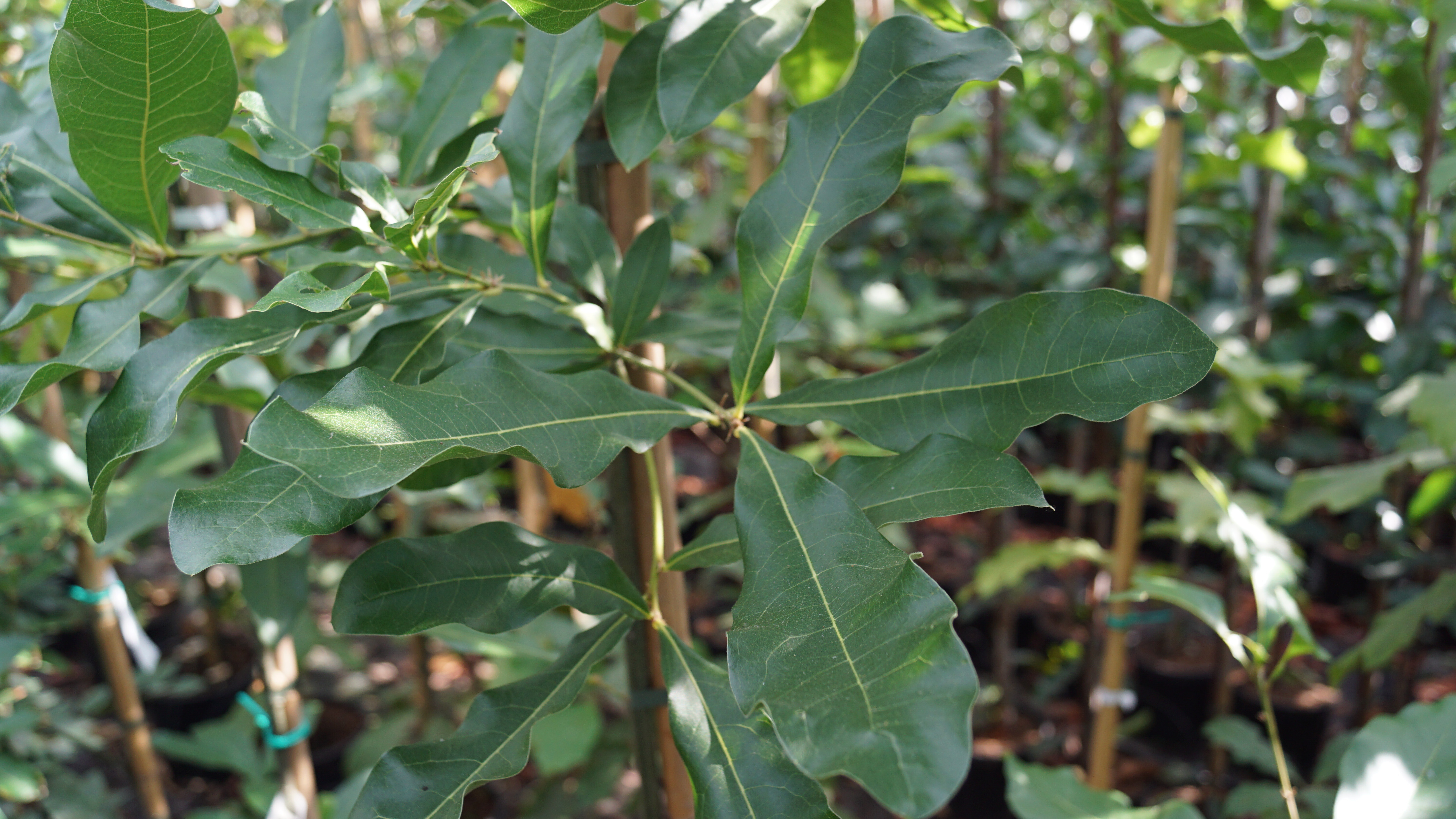 Quercus imbricaria (2)